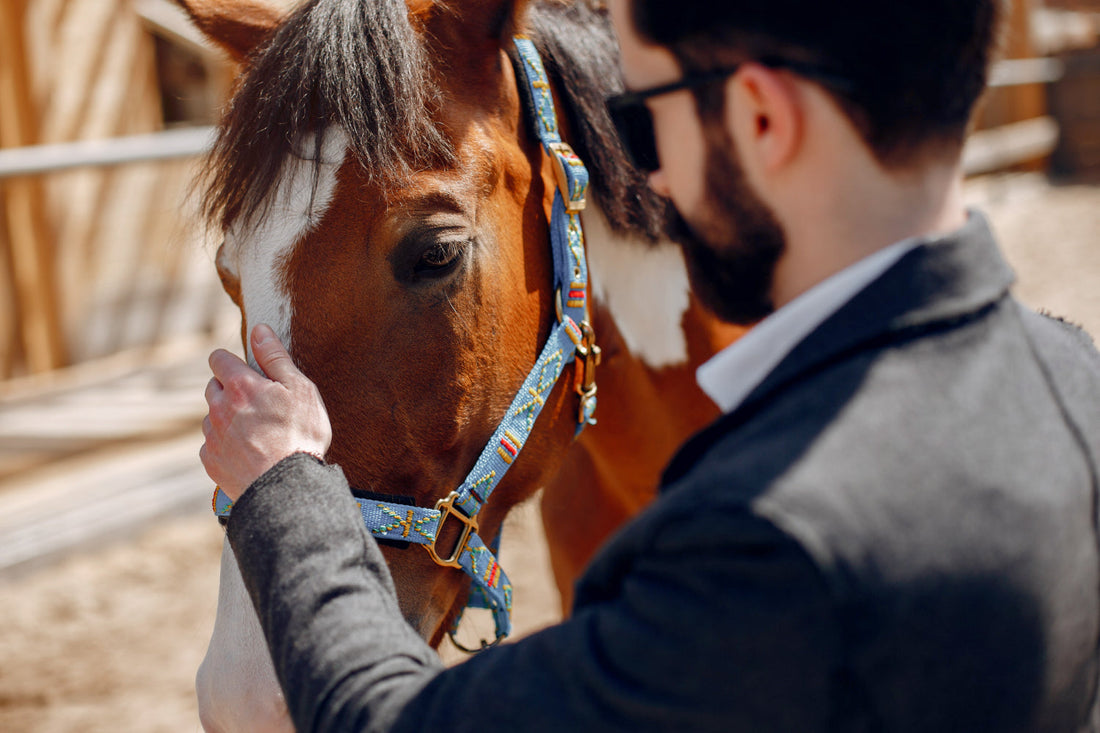 Essential Winter Horse Care Tips: Stay Ahead This Cold Season