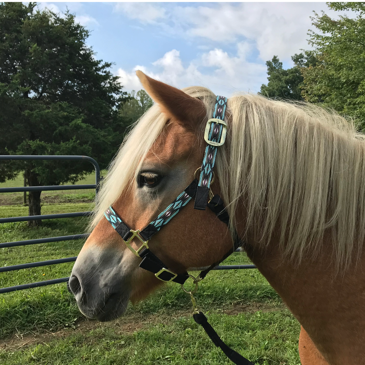 Derby Originals Patterned Nylon Adjustable Horse Halters lifestyle