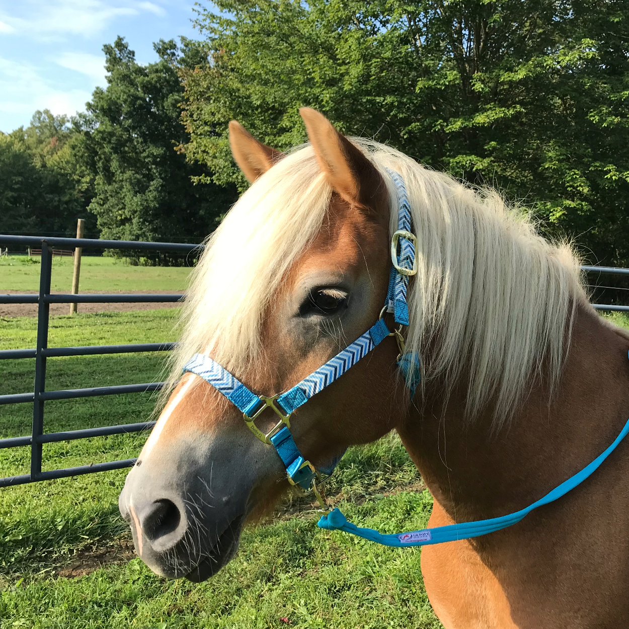 Patterned Nylon Adjustable Horse Halters lifestyle