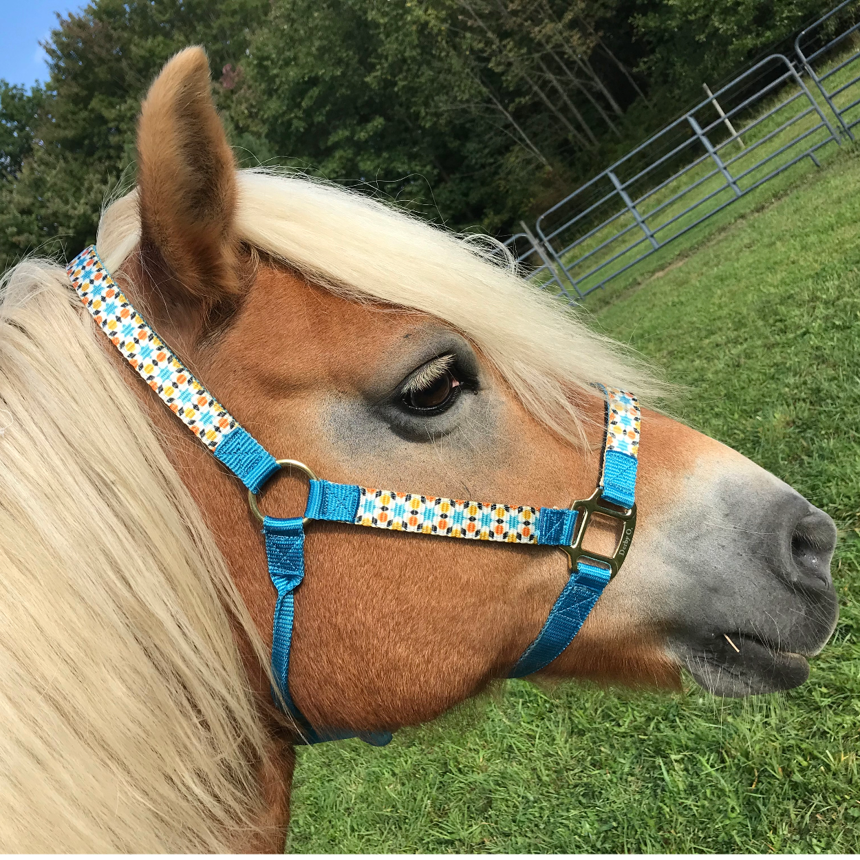 Derby Originals Patterned Nylon Adjustable Horse Halters Blue mix colors