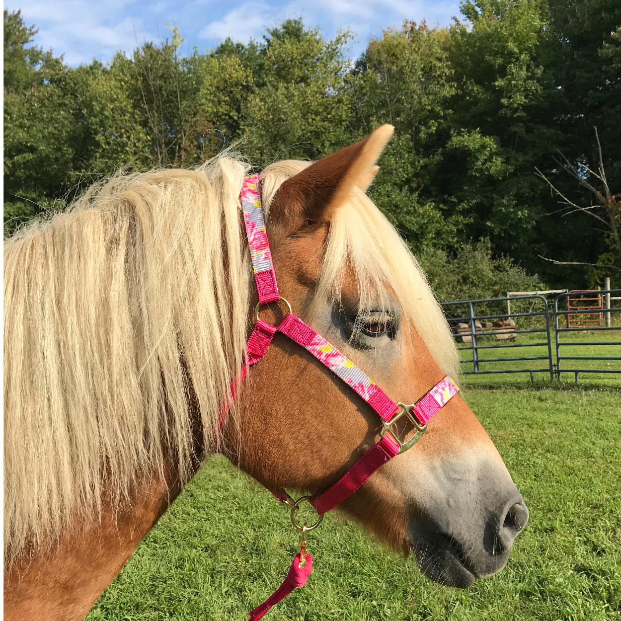 Derby Originals Patterned Nylon Adjustable Horse Halters with Matching 10’ Lead - 6 Month Warranty