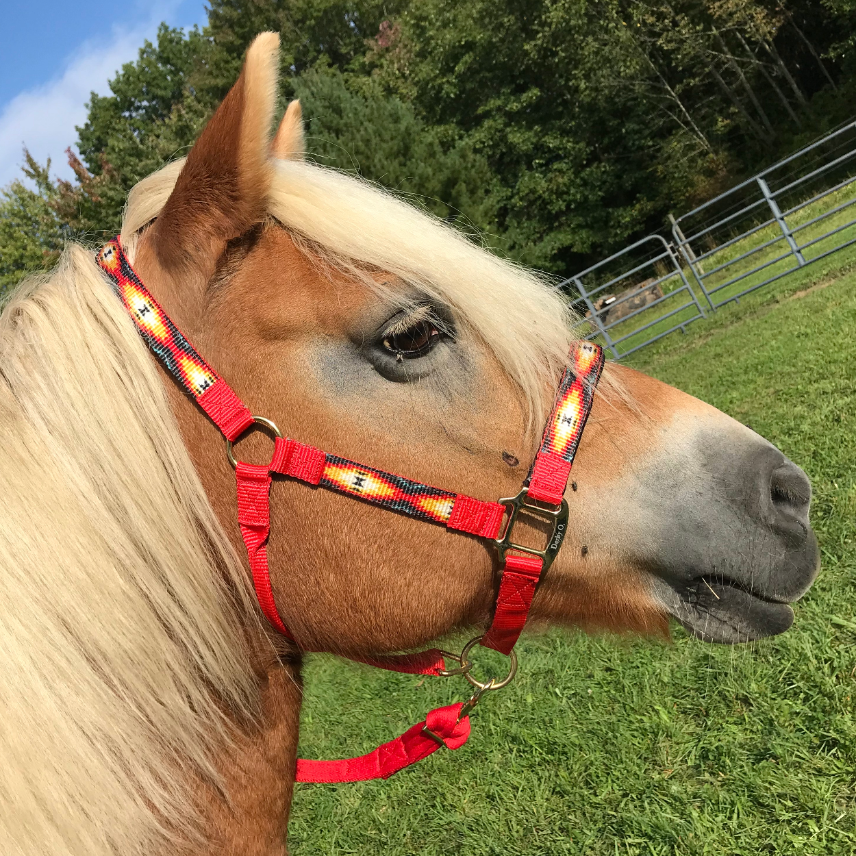  Patterned Nylon Adjustable Horse Halters 