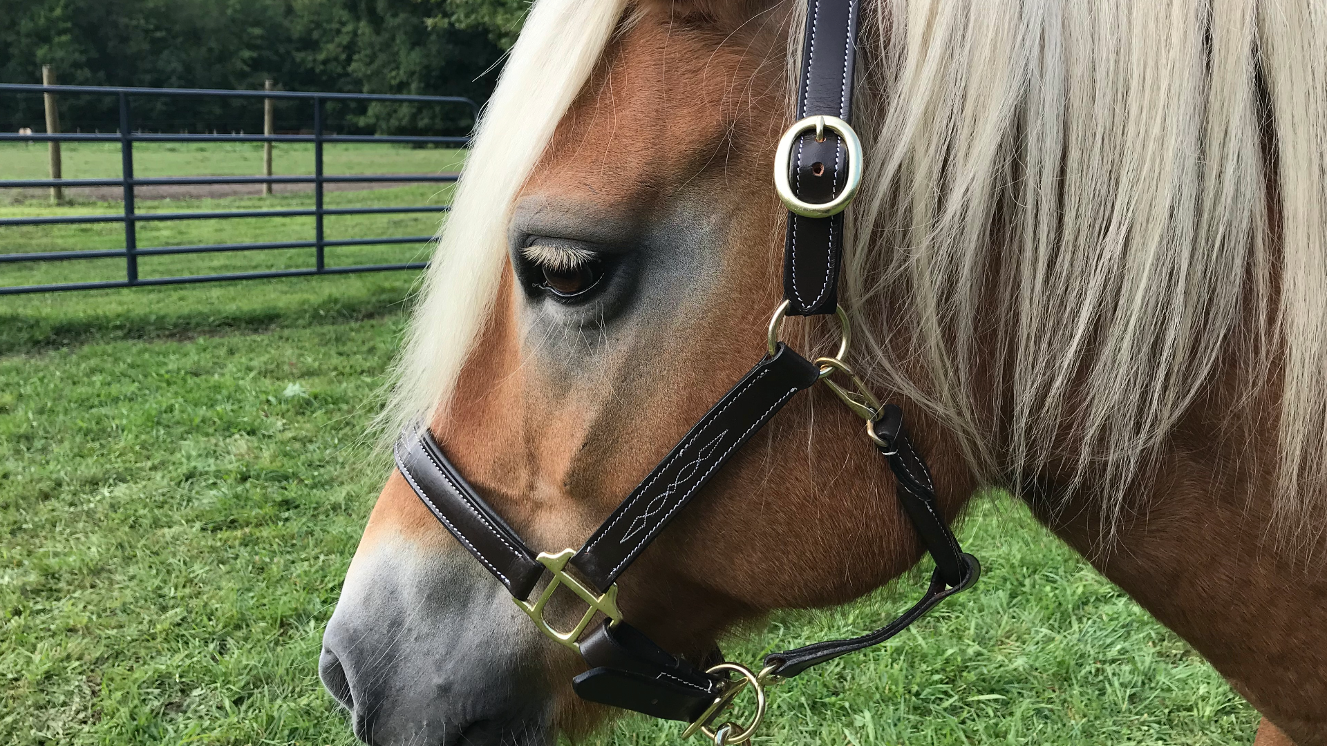 Fancy Stitch Padded Adjustable Leather Halter close up