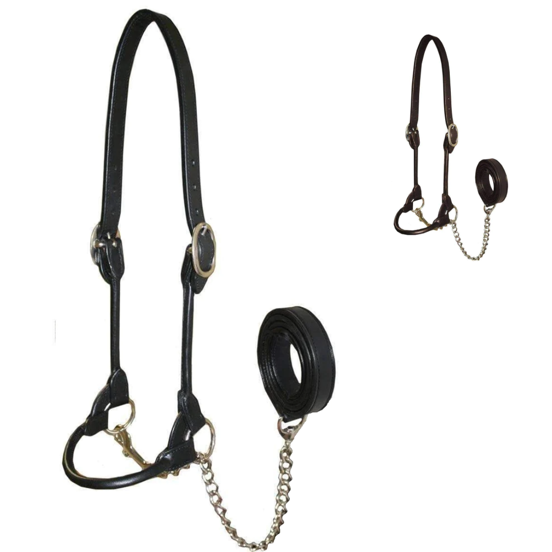 Premium Round Rolled Leather Cattle Show Halter with Matching Chain Lead  