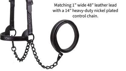 Derby Midnight All Black Premium Flat Fancy Stitch Leather Cattle Show Halter with Matching Chain Lead Image Video