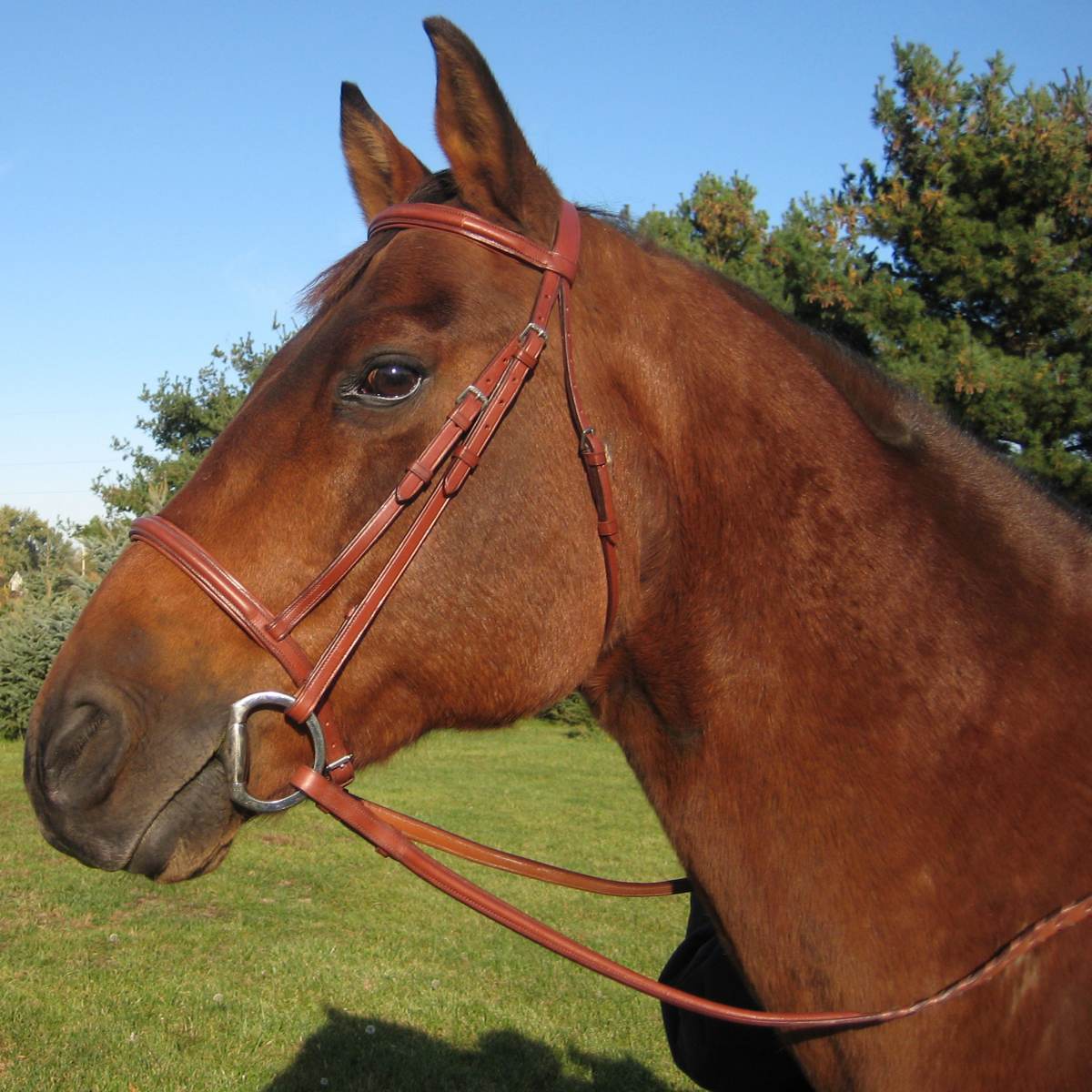 Paris Tack Padded Raised English Horse Bridle with Laced Reins Featured Image