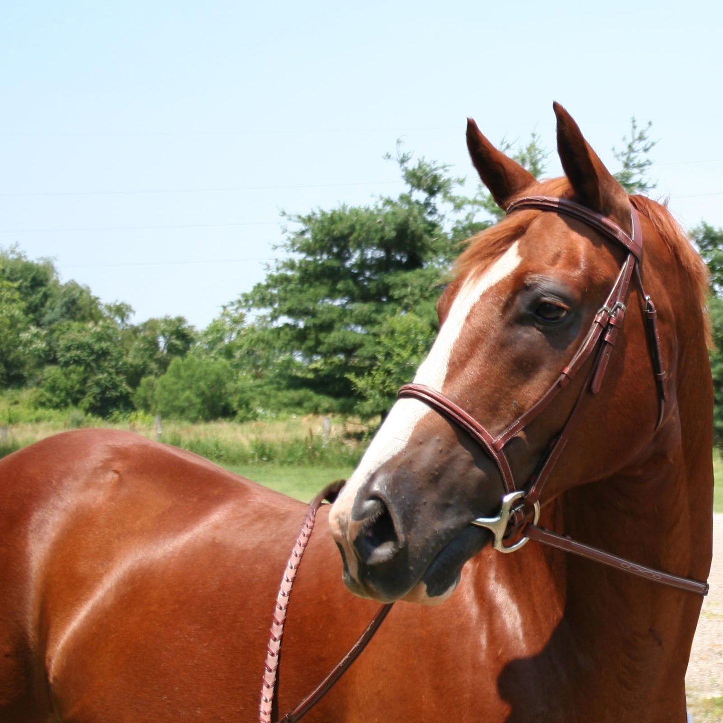 Paris Tack Opulent Series Padded Fancy Stitched English Bridle w/Laced Reins USA Leather