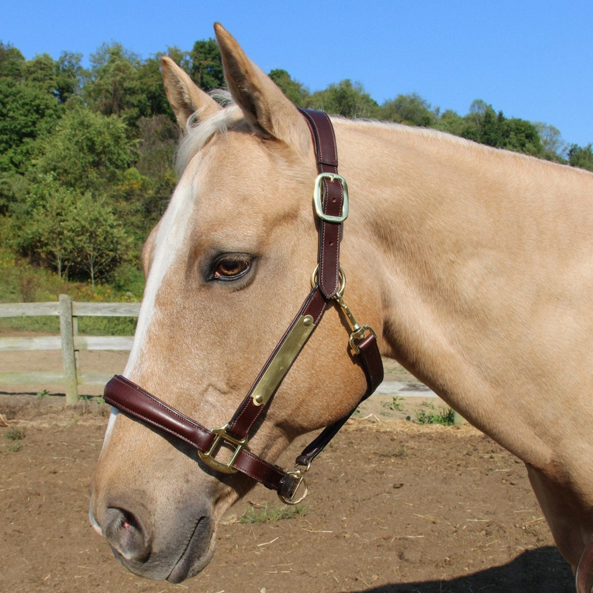 Paris Tack All Sides Padded Super Comfortable Curved Design Horse Leather Halter With Brass Name Plate Horse Banner Image