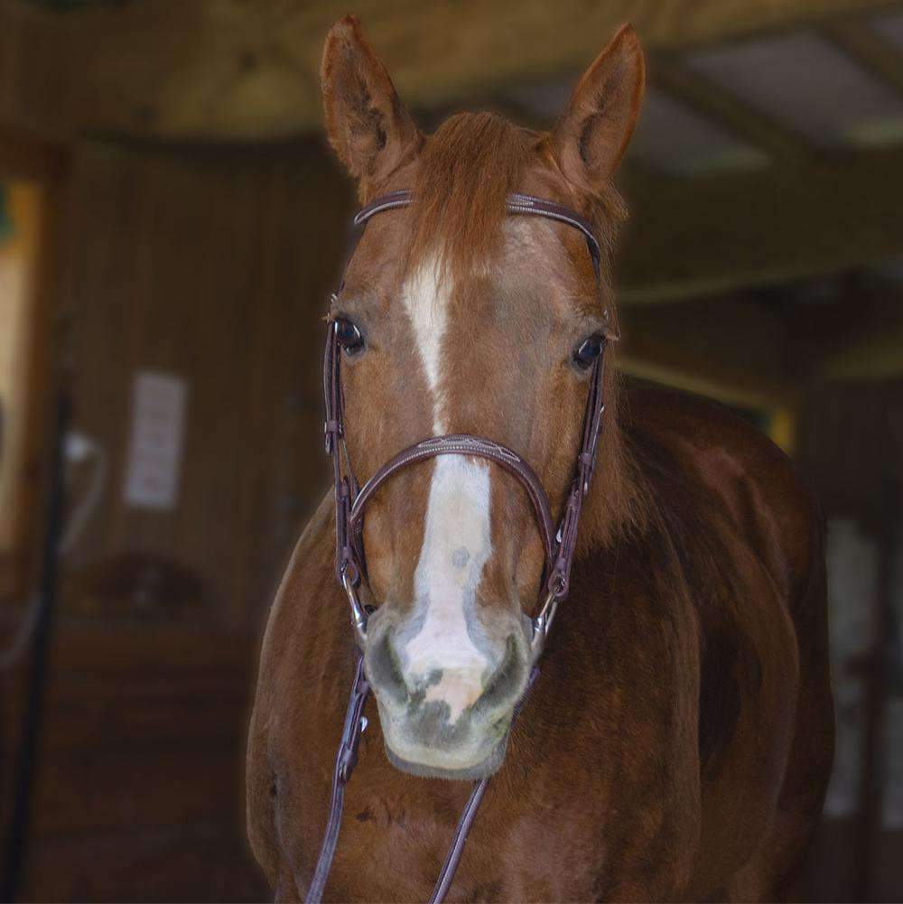 Paris Tack Raised Fancy Stitch Leather English Schooling Bridle with Laced Reins and 1 Year Warranty