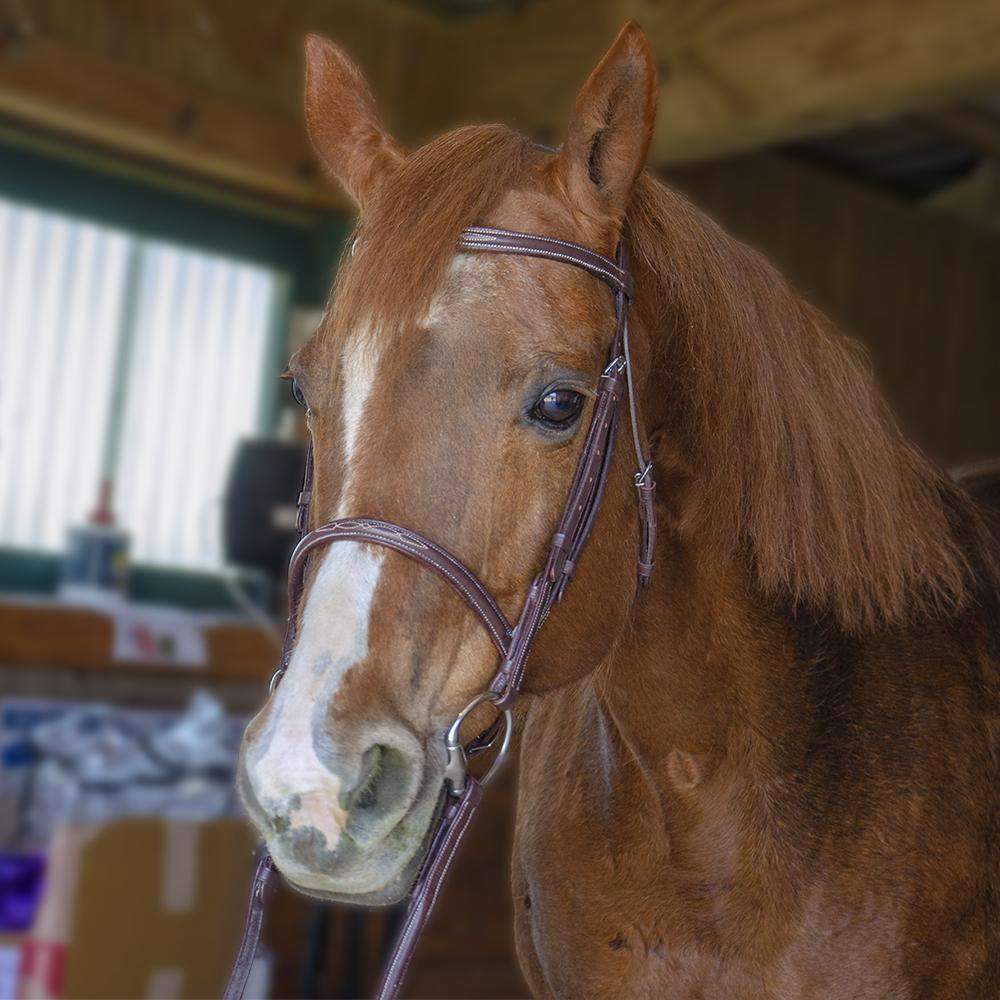 Paris Tack Raised Fancy Stitch Leather English Schooling Bridle with Laced Reins and 1 Year Warranty