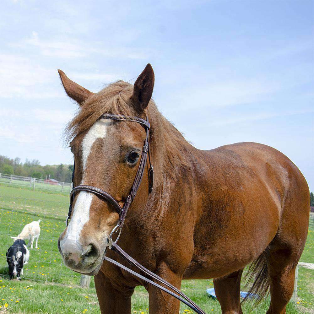 Paris Tack Raised Fancy Stitch Leather English Schooling Bridle with Laced Reins and 1 Year Warranty