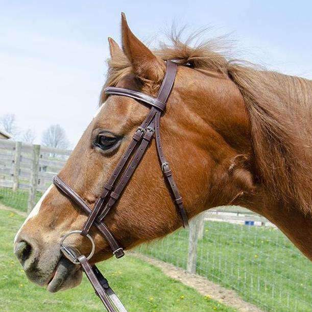 Paris Tack Raised Fancy Stitch Leather English Schooling Bridle with Laced Reins and 1 Year Warranty