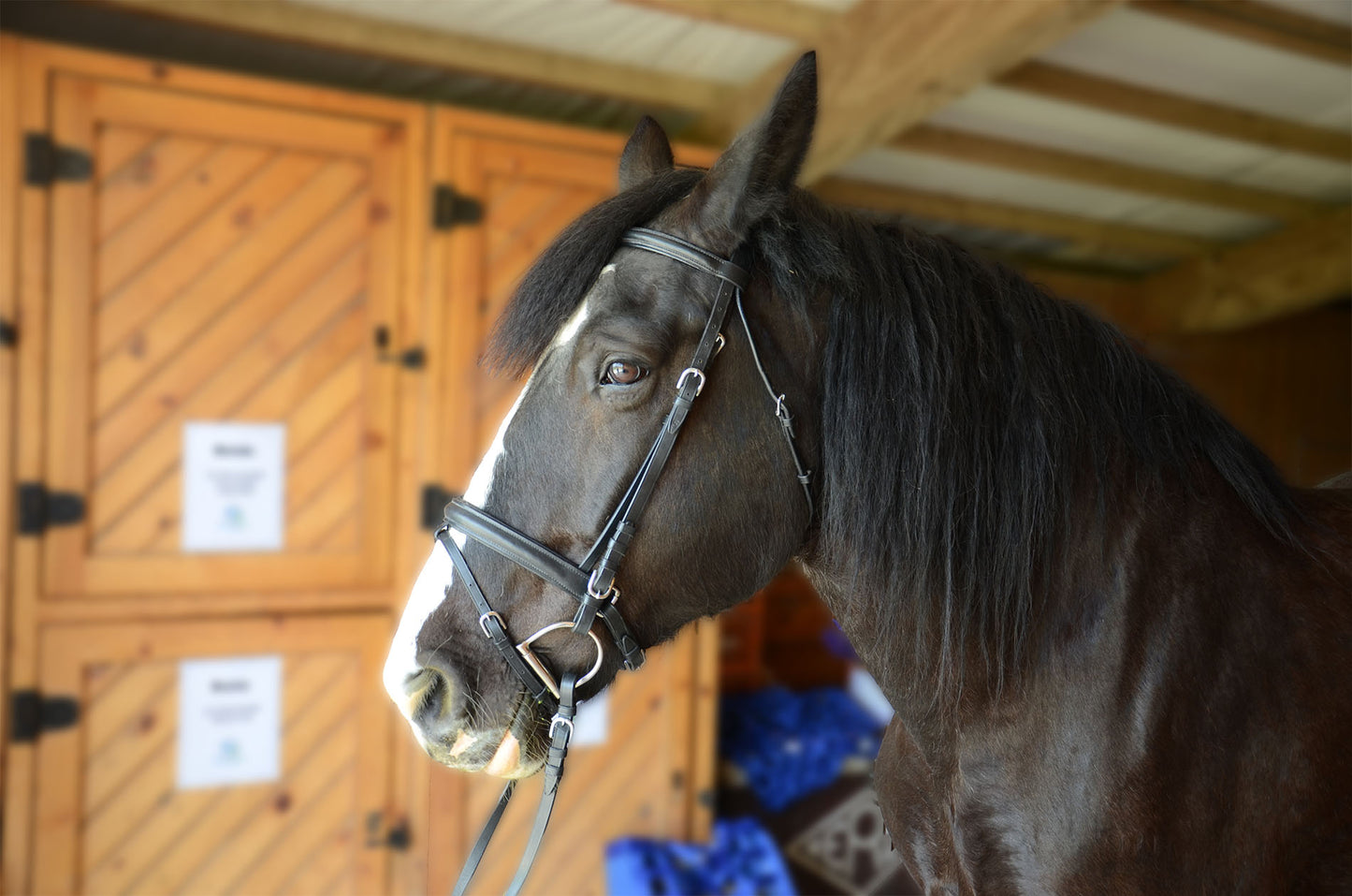 Paris Tack Dressage Crank Bridle with Flash and Rubber Reins Lifestyle