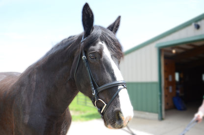 Paris Tack Dressage Crank Bridle with Flash and Rubber Reins