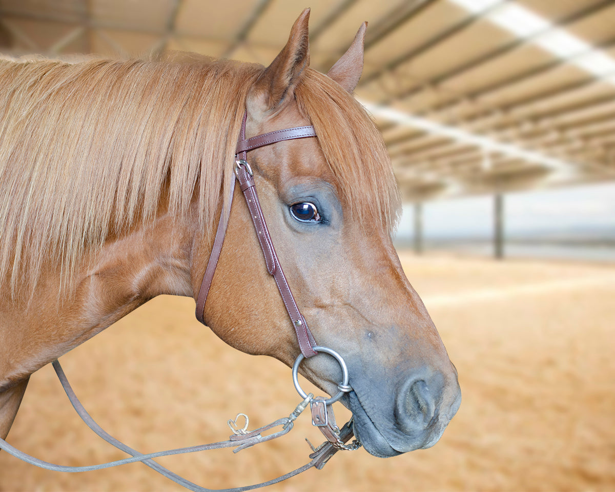 Tahoe Tack Double Stitched Flat Leather Western Browband Headstall lifestyle