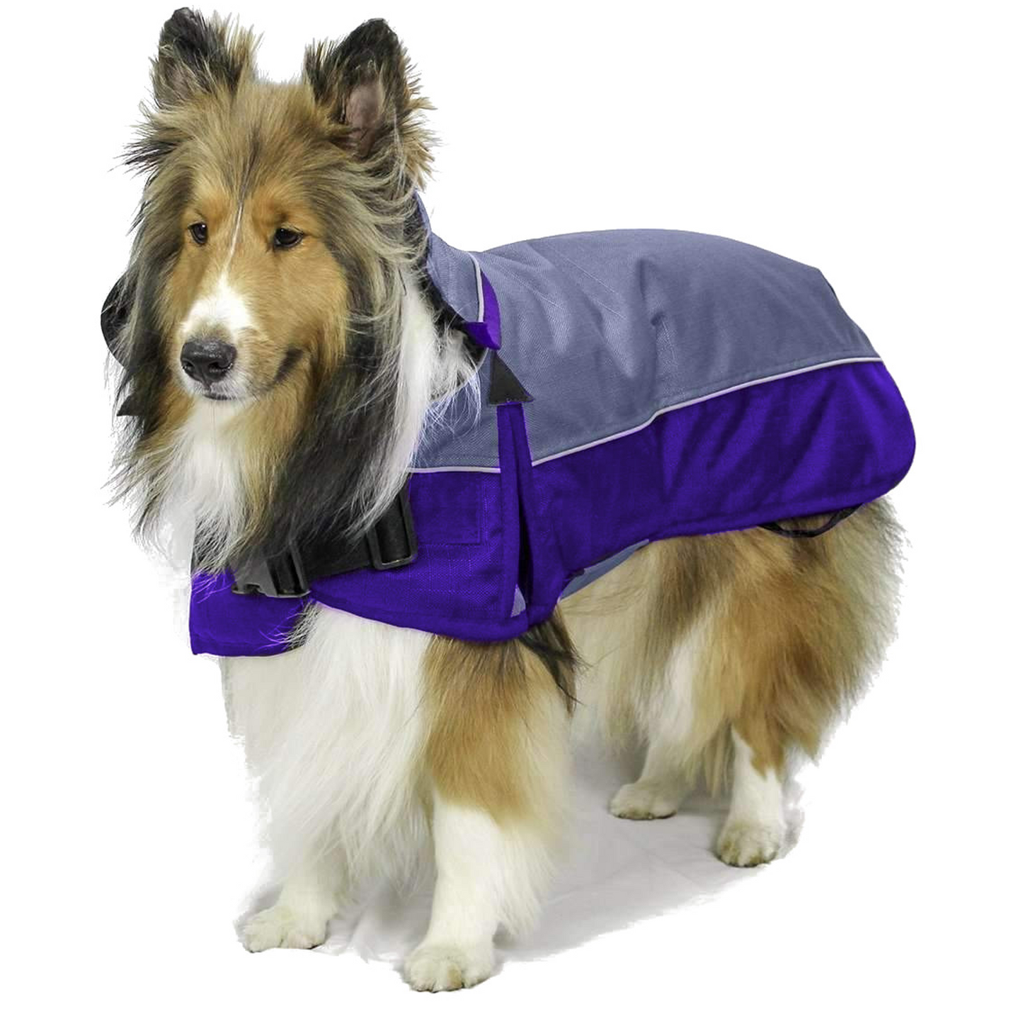 Medium Weight Winter Dog Coat with Neck Cover Hood Elastic leg straps Purple