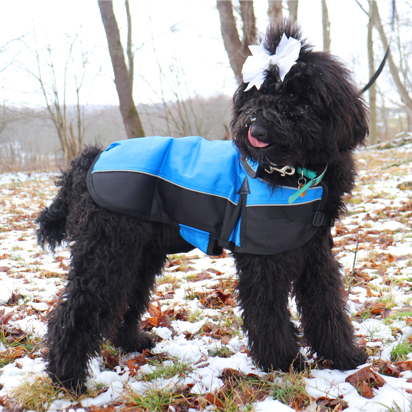 Medium Weight Winter Dog Coat with Neck Cover Hood Elastic leg straps Lifestyle