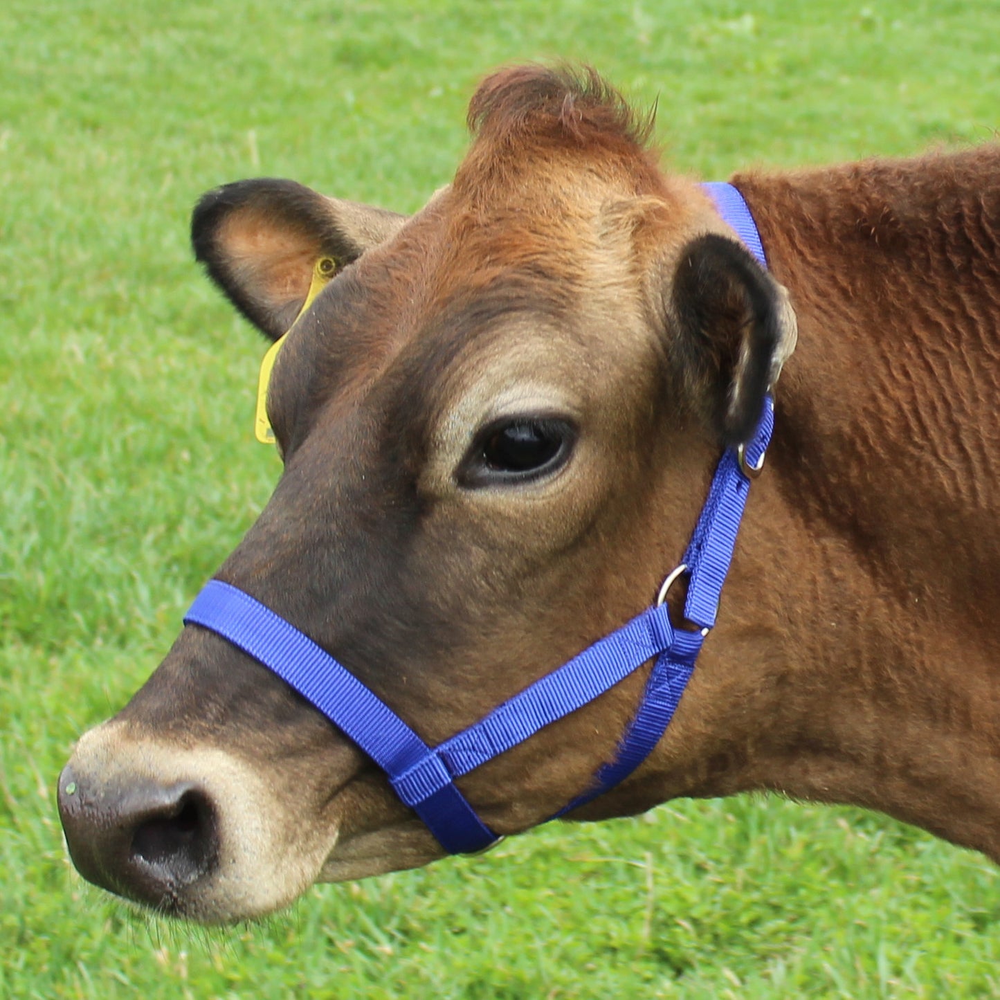 Derby Originals Adjustable Nylon Livestock Cattle Halters closeup