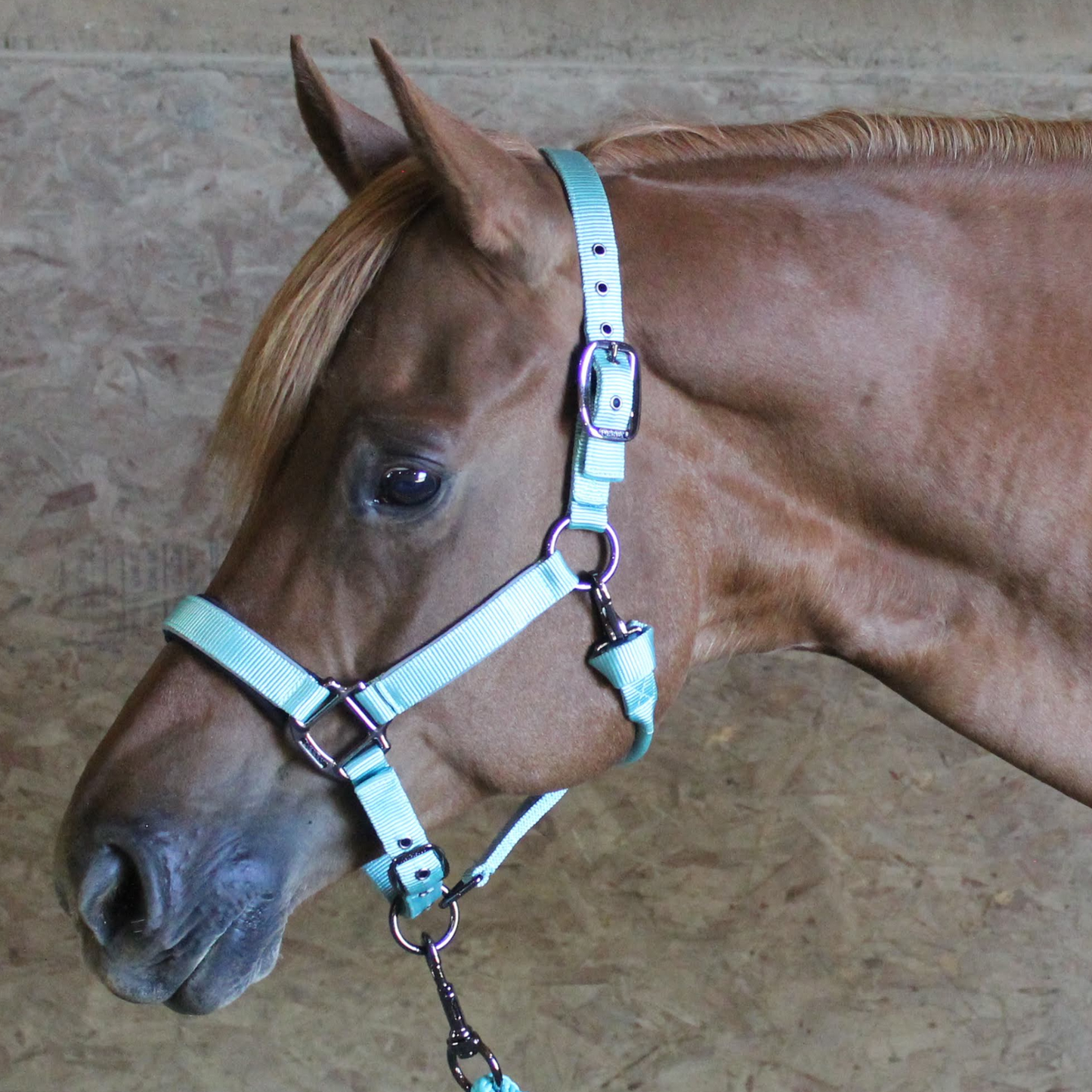 Collection Blackout Reflective Safety Stable Horse Halters sky blue