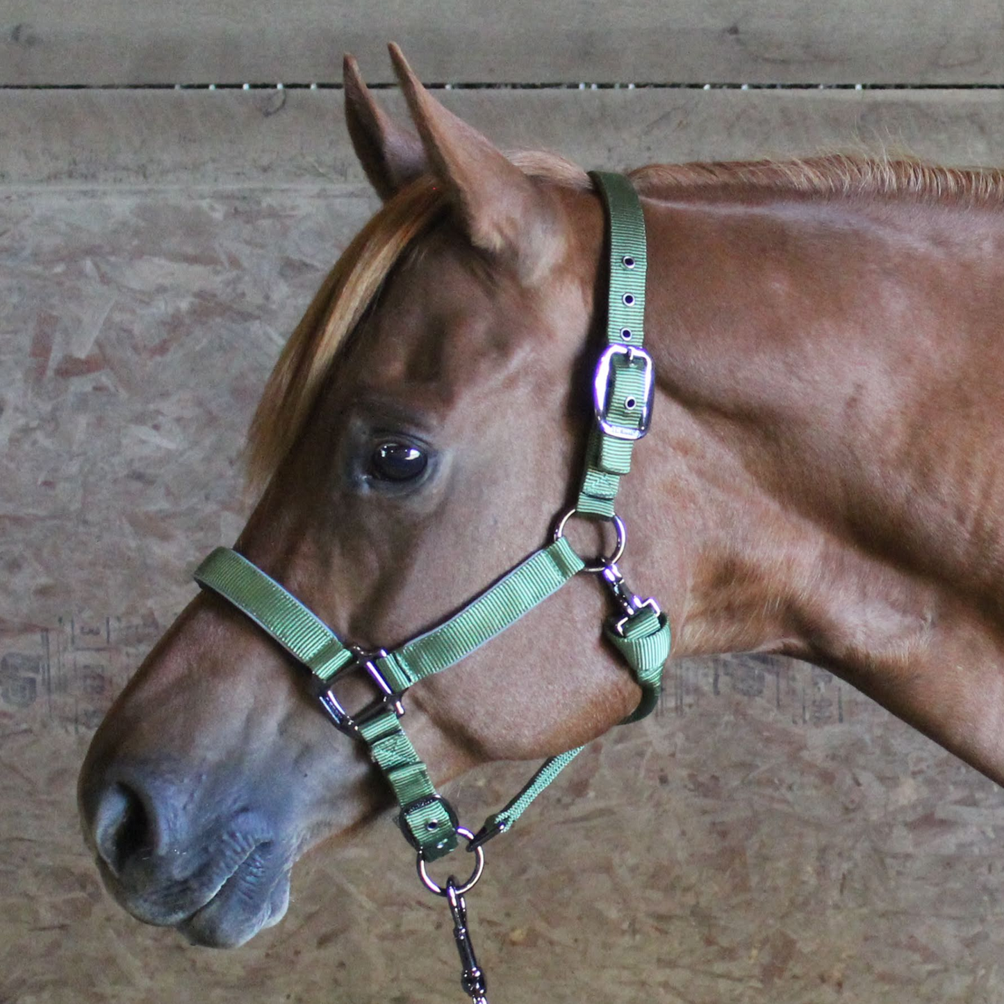 Derby Originals Desert Rose Collection Blackout Reflective Safety Stable Horse Halters with Matching Lead Ropes