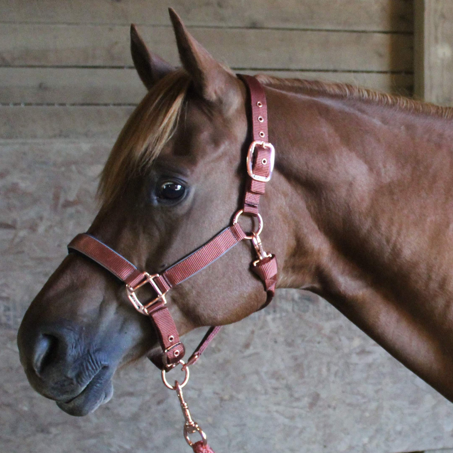 Derby Originals Brown Reflective Safety Stable Horse Halters 