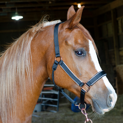 Derby Originals Blue Reflective Safety Stable Horse Halters 