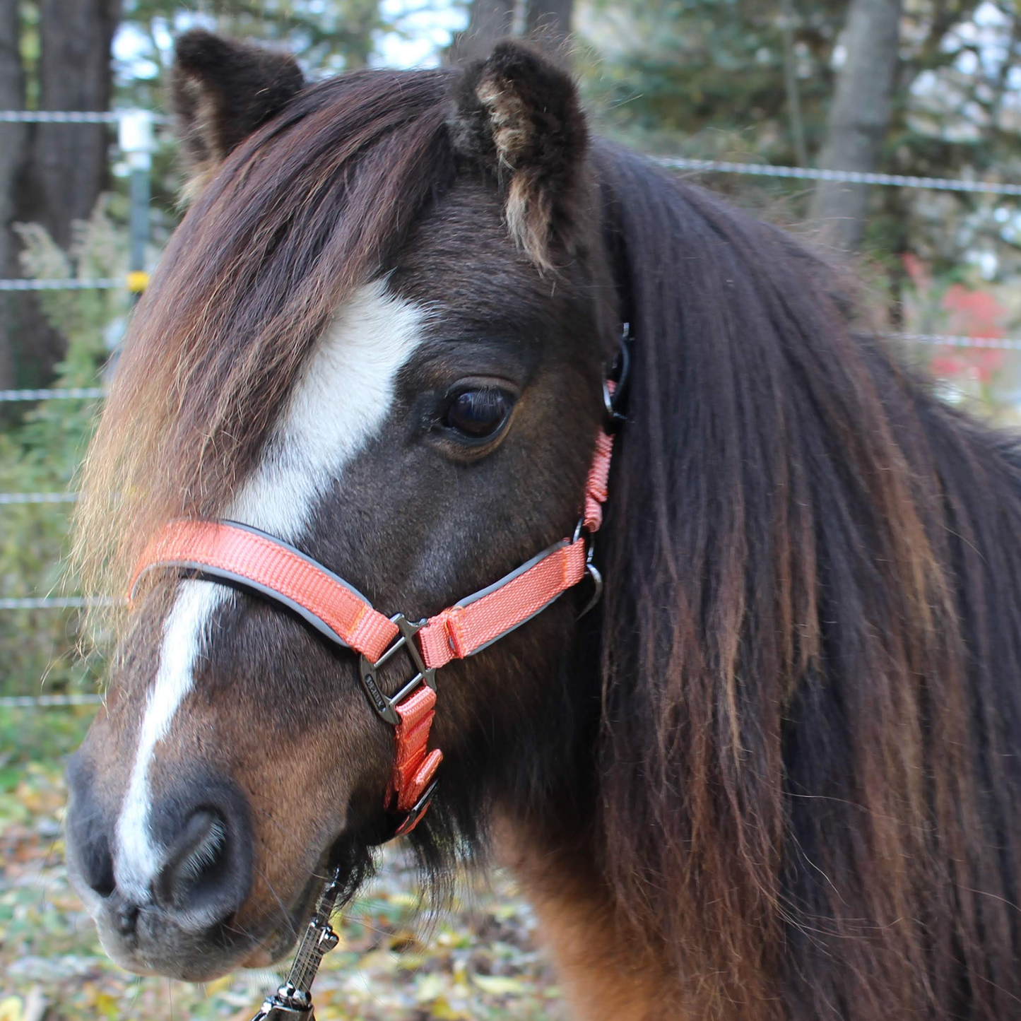 Reflective Safety Stable Horse Halters 