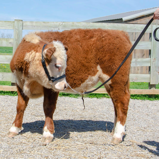 Derby New and Improved Premium Flat Fancy Stitch Leather Cattle Show Halter with Matching Chain Lead - One Year Limited Manufacturer’s Warranty