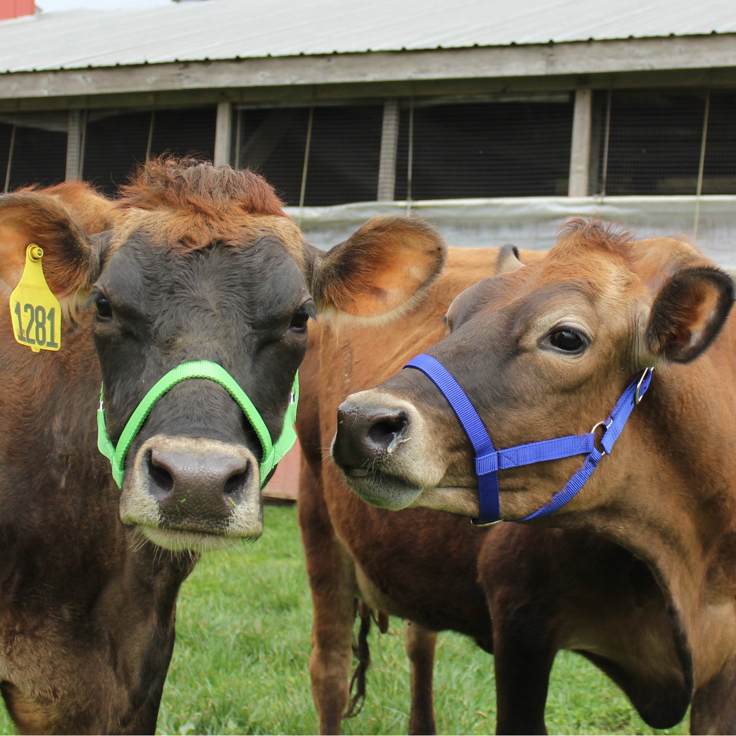 Derby Originals Adjustable Nylon Livestock Cattle Halters Two Cows