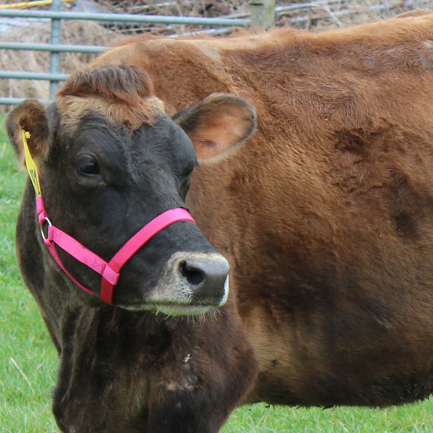 Originals Adjustable Nylon Livestock Cattle Halters 