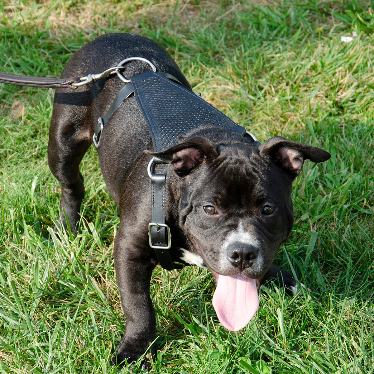 Premium Basket Tooled Gaucho Leather Padded Dog Pulling Harness Pitbull Black Lifestyle