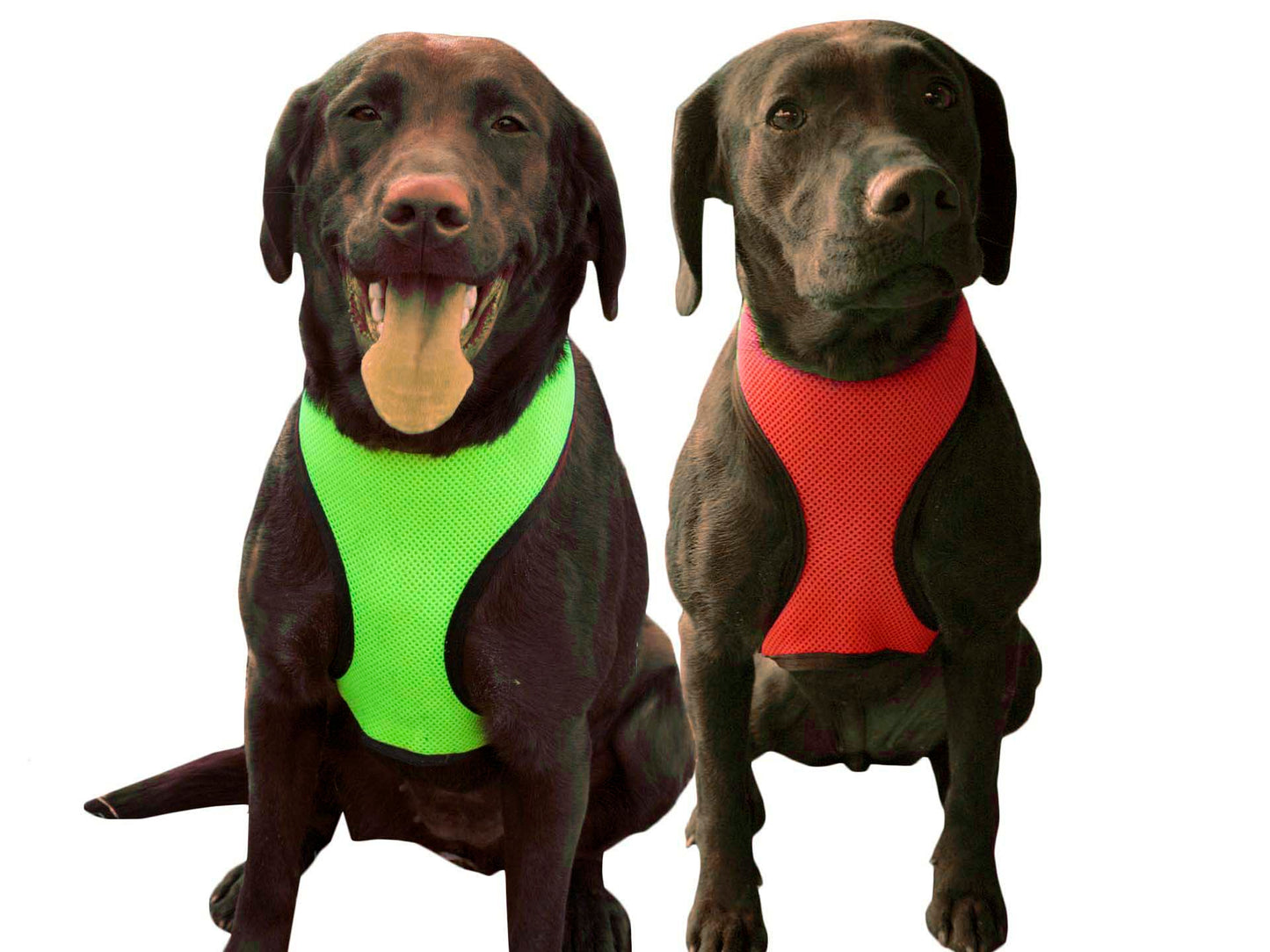 Comfort Mesh Dog Harness by cuteNfuzzyÂ® with Banner Image