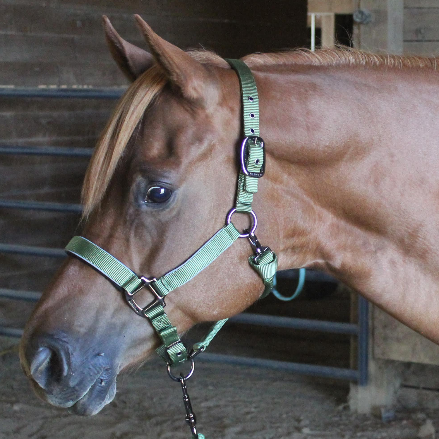 Collection Blackout Reflective Safety Stable Horse Halters  Green