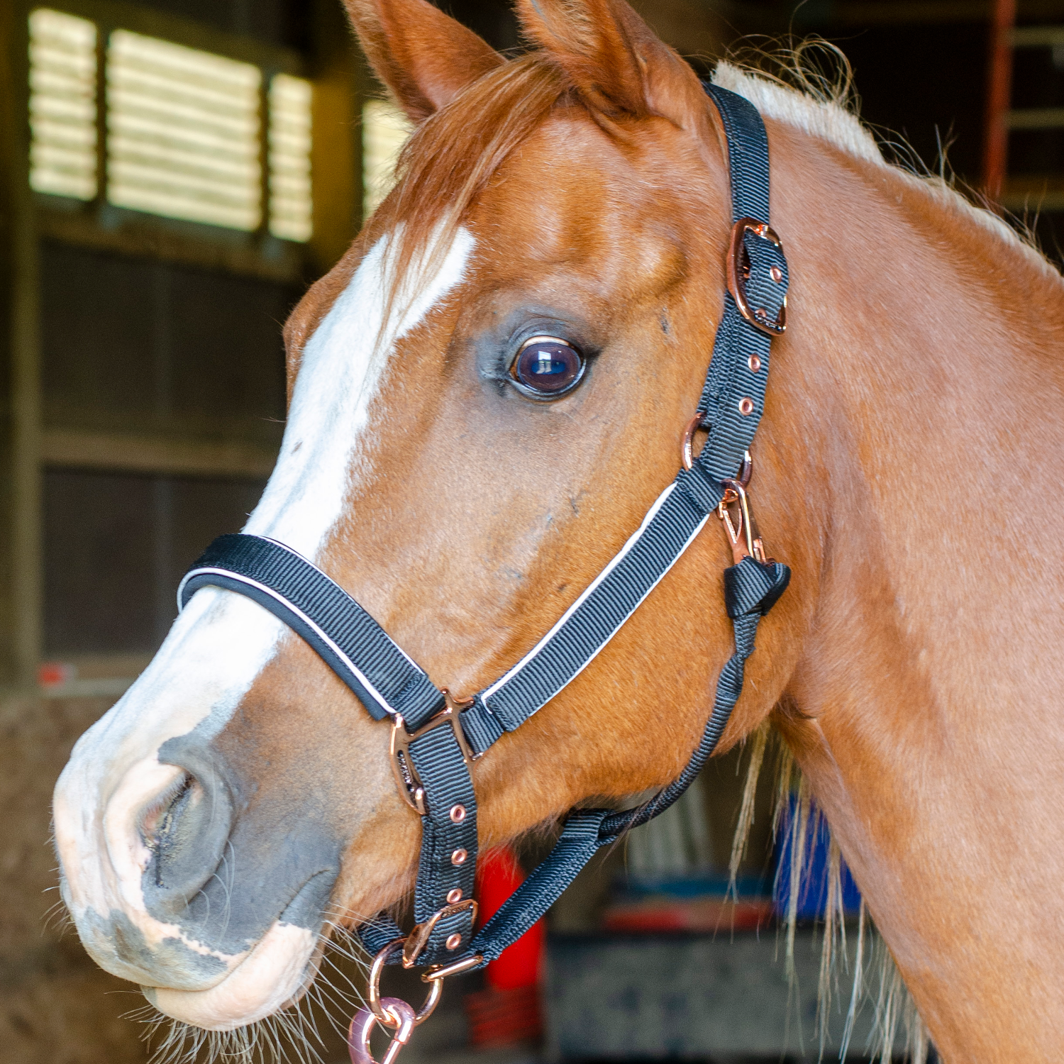 Derby Originals Blue collection  Reflective Safety Stable Horse Halters 