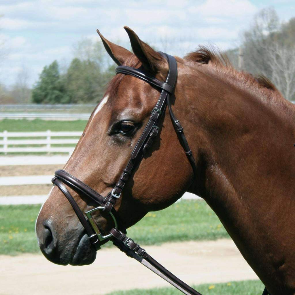 Paris Tack Macmillan Dressage Leather English Crank Bridle with Laced Reins and 1 Year Warranty