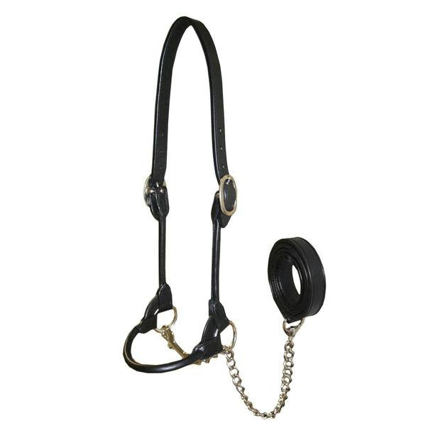 Cattle Show Halter with Matching Chain Lead  