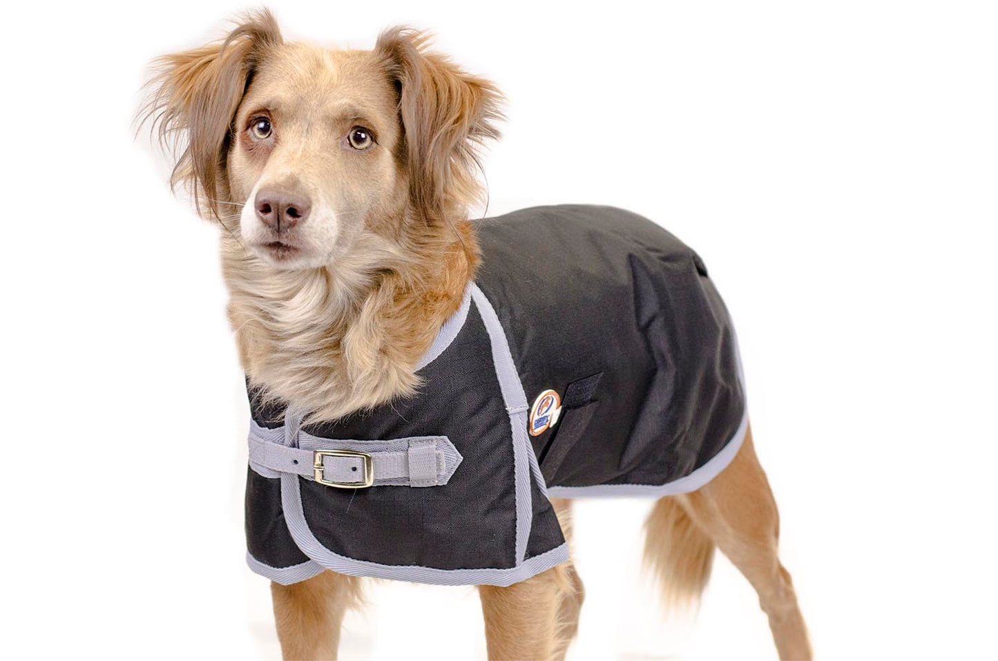 Derby 600D Dog Blanket Coat Waterproof black lifestyle