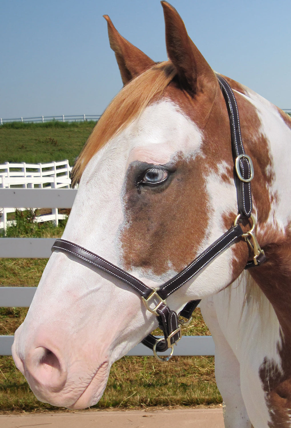 Derby Originals American Elegance Series - Convertible Double Stitch Leather Grooming Full Horse Halter - USA Leather