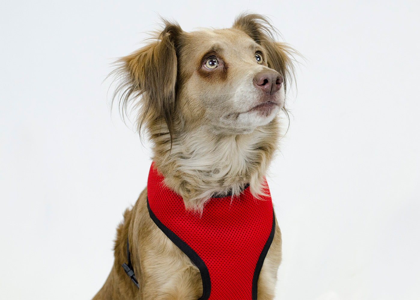 Comfort Mesh Dog Harness by cuteNfuzzyÂ® with Main Image