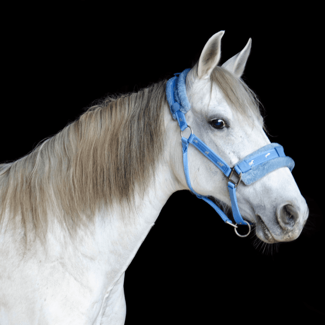 Nylon Non Adjustable Halter - Full - COB - Pony – QiK Sports