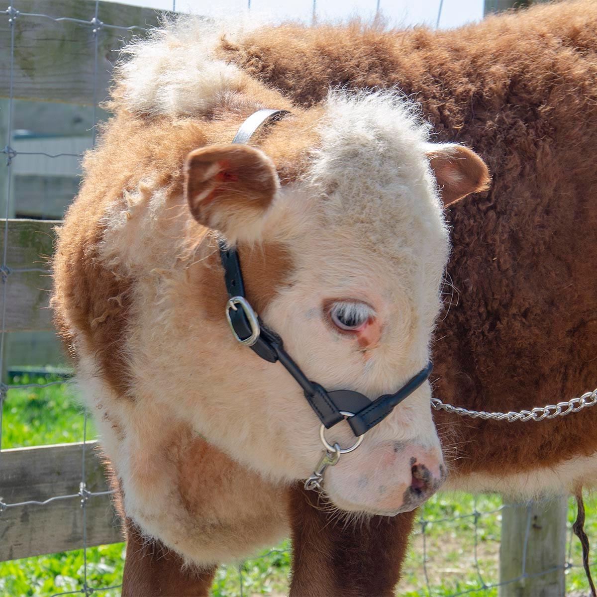 Derby Originals New and Improved Premium Round Rolled Leather Cattle Show Halter with Matching Chain Lead  