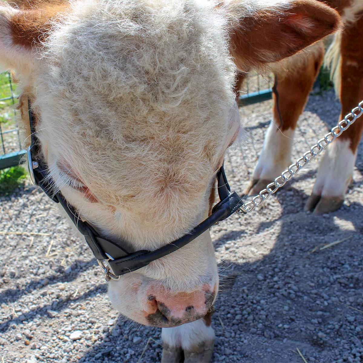  Rolled Leather Cattle Show Halter with Matching Chain Lead  